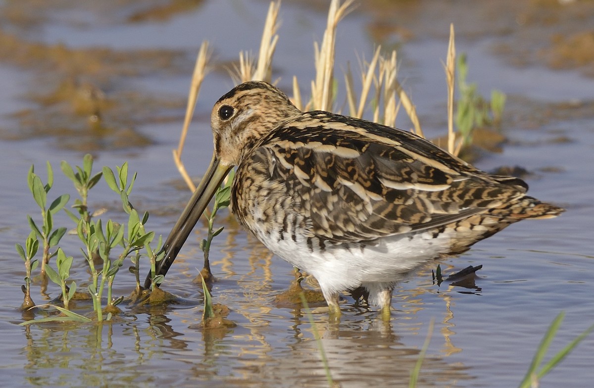 Common Snipe - ML641399647