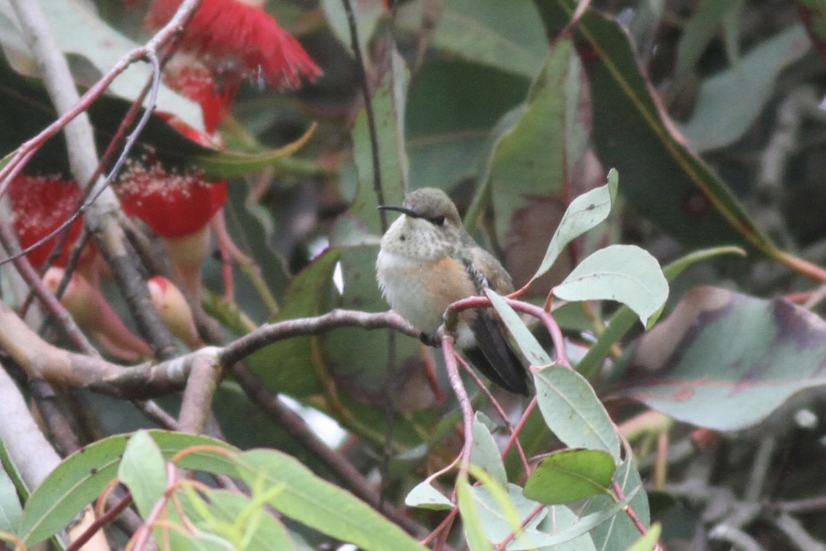 Rufous Hummingbird - ML641399651