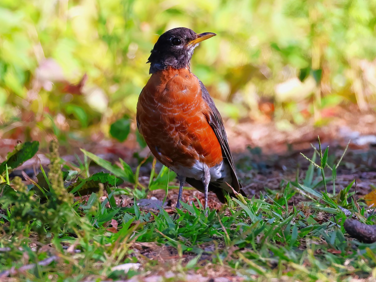 American Robin - ML641399652