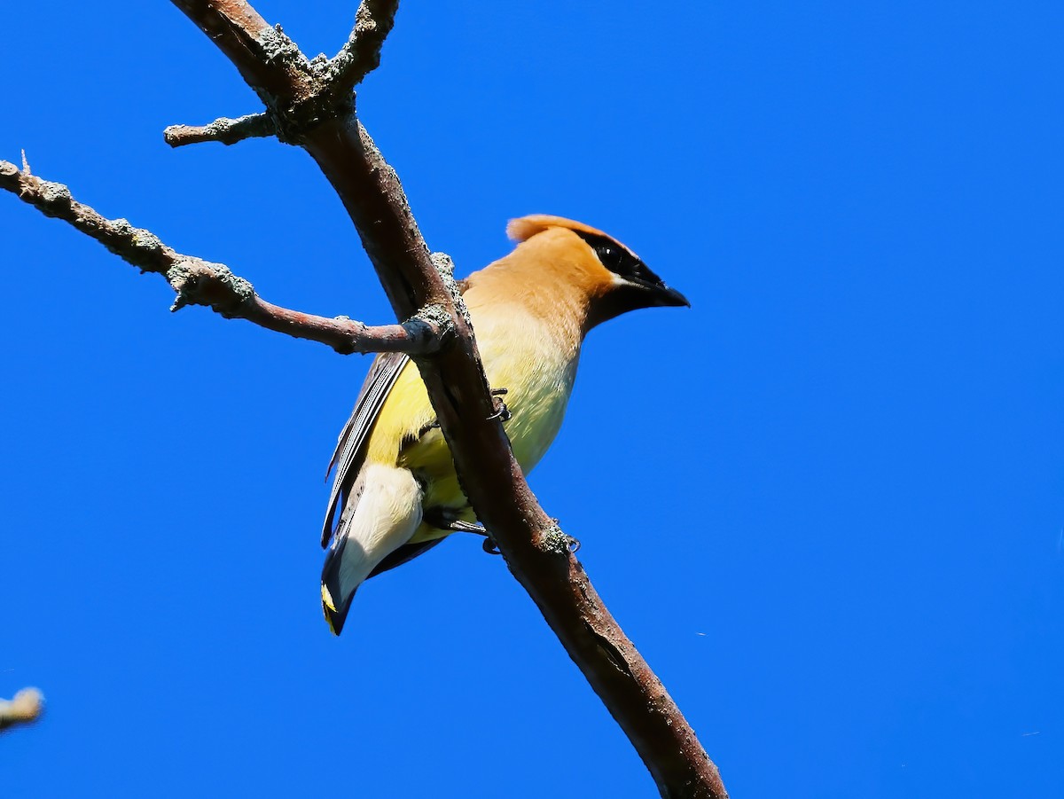 Cedar Waxwing - ML641399654