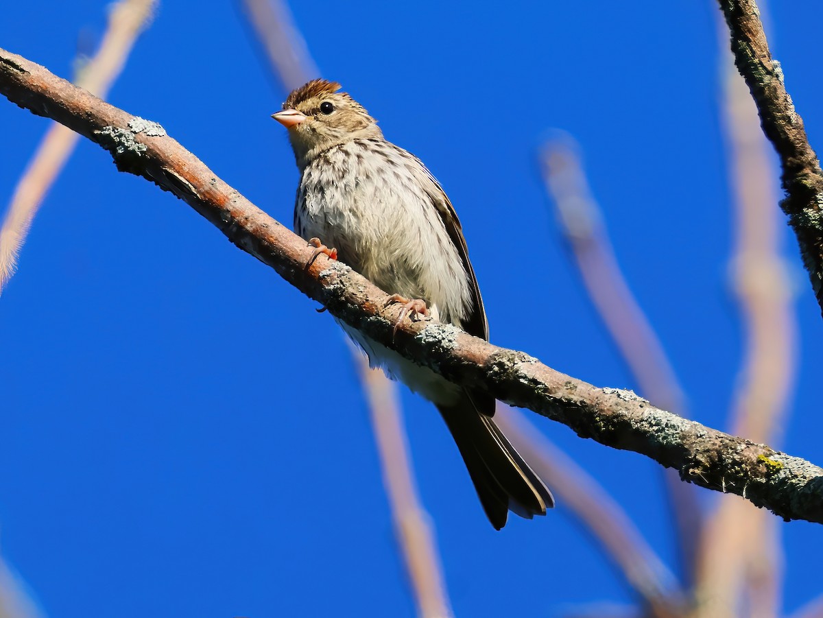 Chipping Sparrow - ML641399656