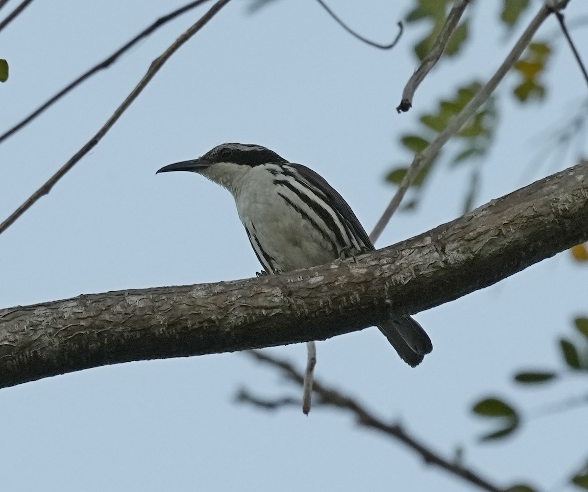 stripetreklatrer - ML641399658