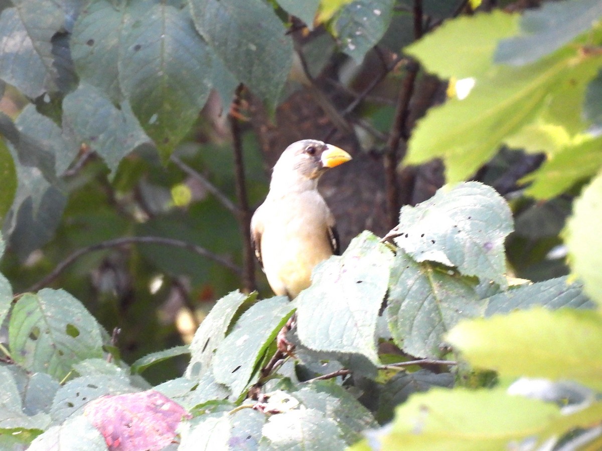 orientkjernebiter - ML641399688