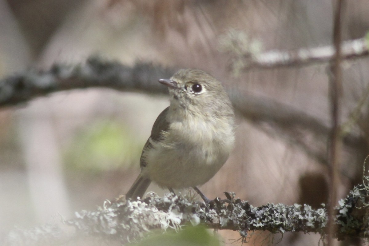 eikevireo - ML641399704