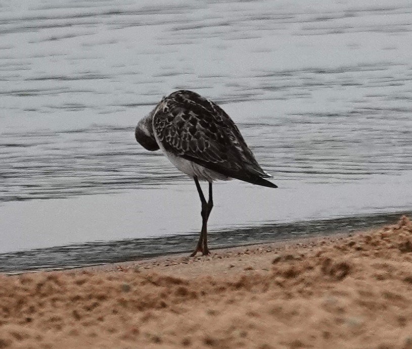 Stilt Sandpiper - ML641399737