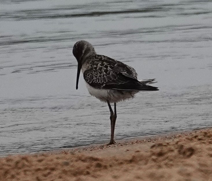 Stilt Sandpiper - ML641399738