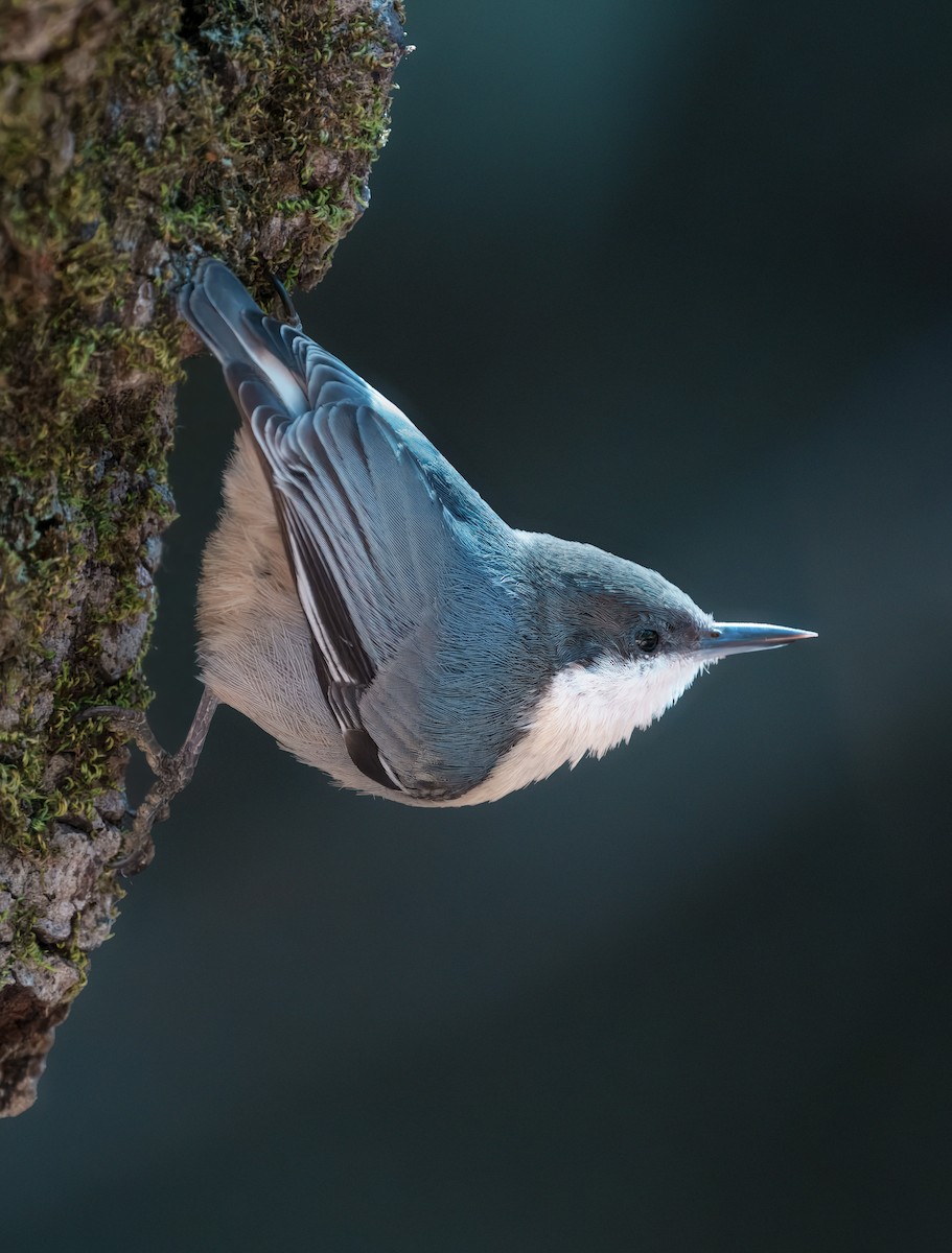 Pygmy Nuthatch - ML641399754
