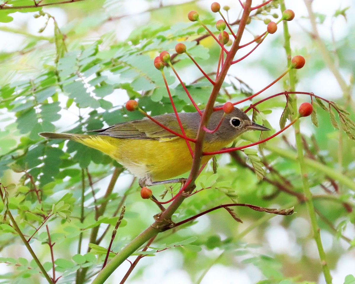 Nashville Warbler - ML641399758