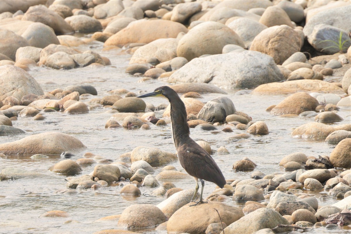 Fasciated Tiger-Heron - ML641399759