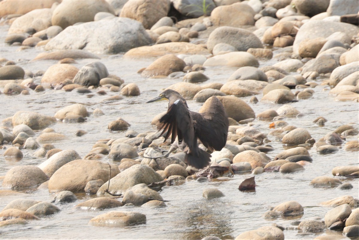 Fasciated Tiger-Heron - ML641399760