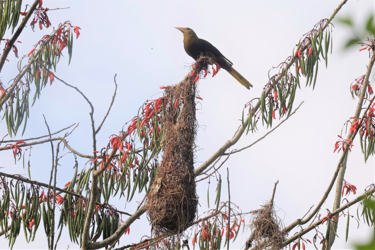 Russet-backed Oropendola (Russet-backed) - ML641399776