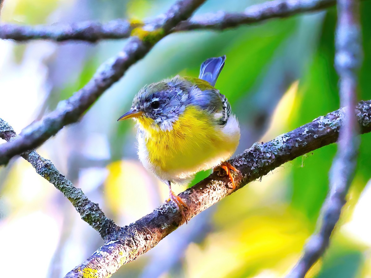 Northern Parula - ML641399799