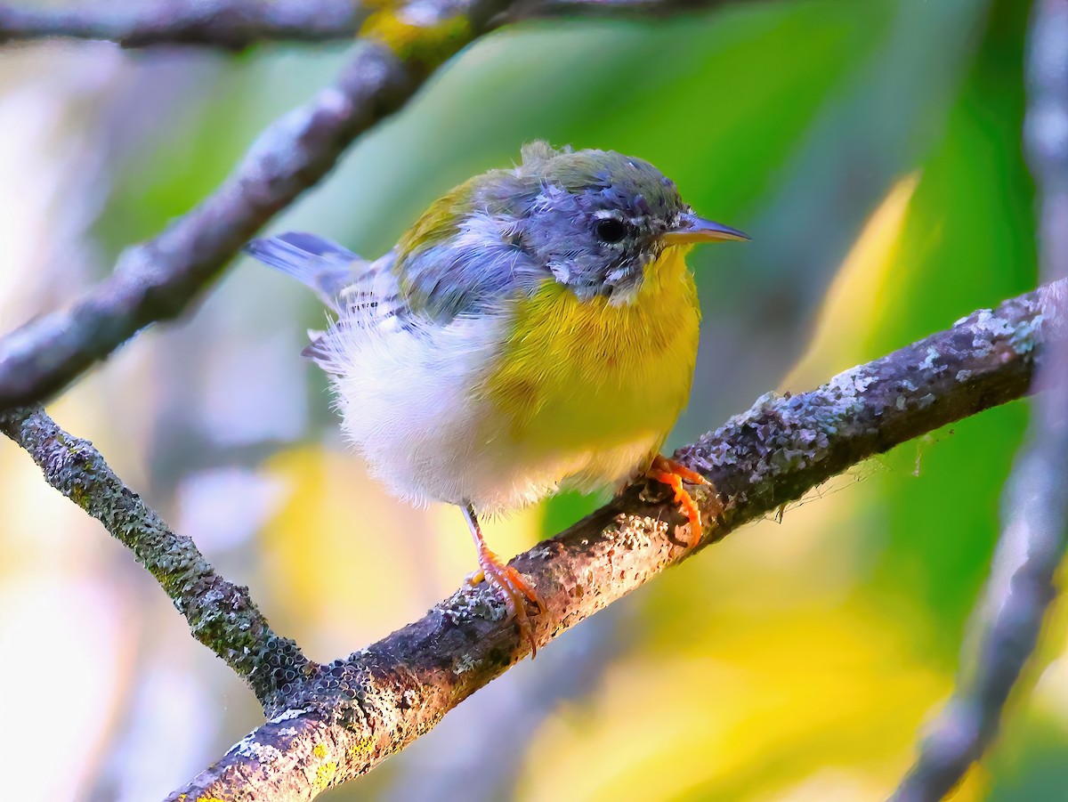 Northern Parula - ML641399800