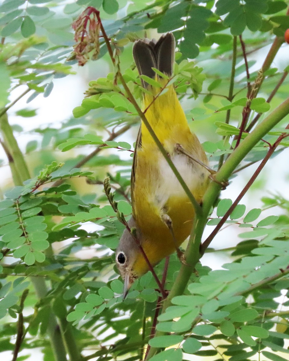 Nashville Warbler - ML641399816