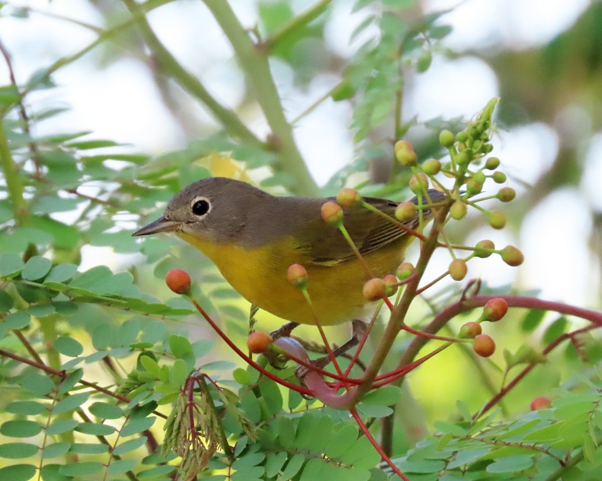 Nashville Warbler - ML641399823