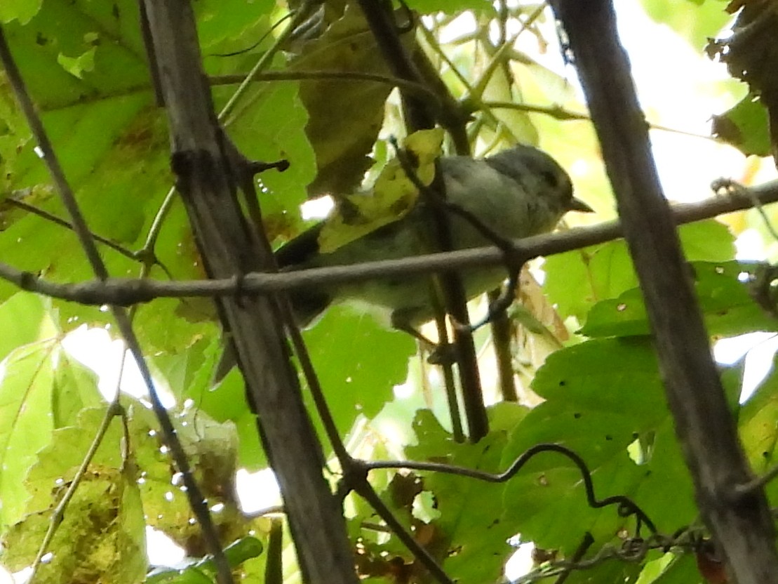 Mésange bicolore - ML641399833