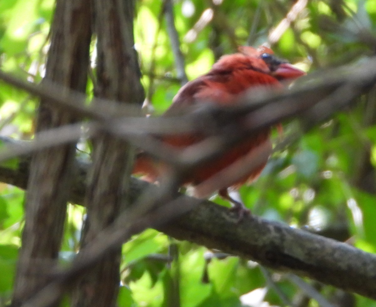 Cardinal rouge - ML641399836