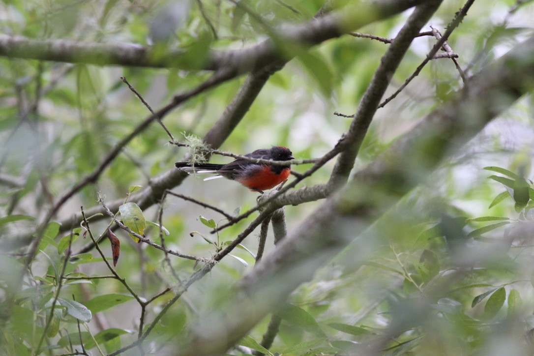 Slate-throated Redstart - ML641399862