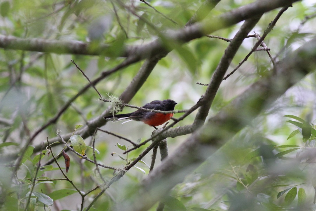 Slate-throated Redstart - ML641399864