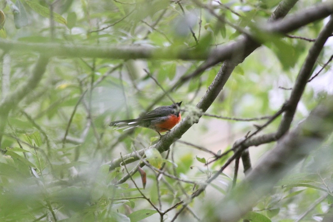 Slate-throated Redstart - ML641399865