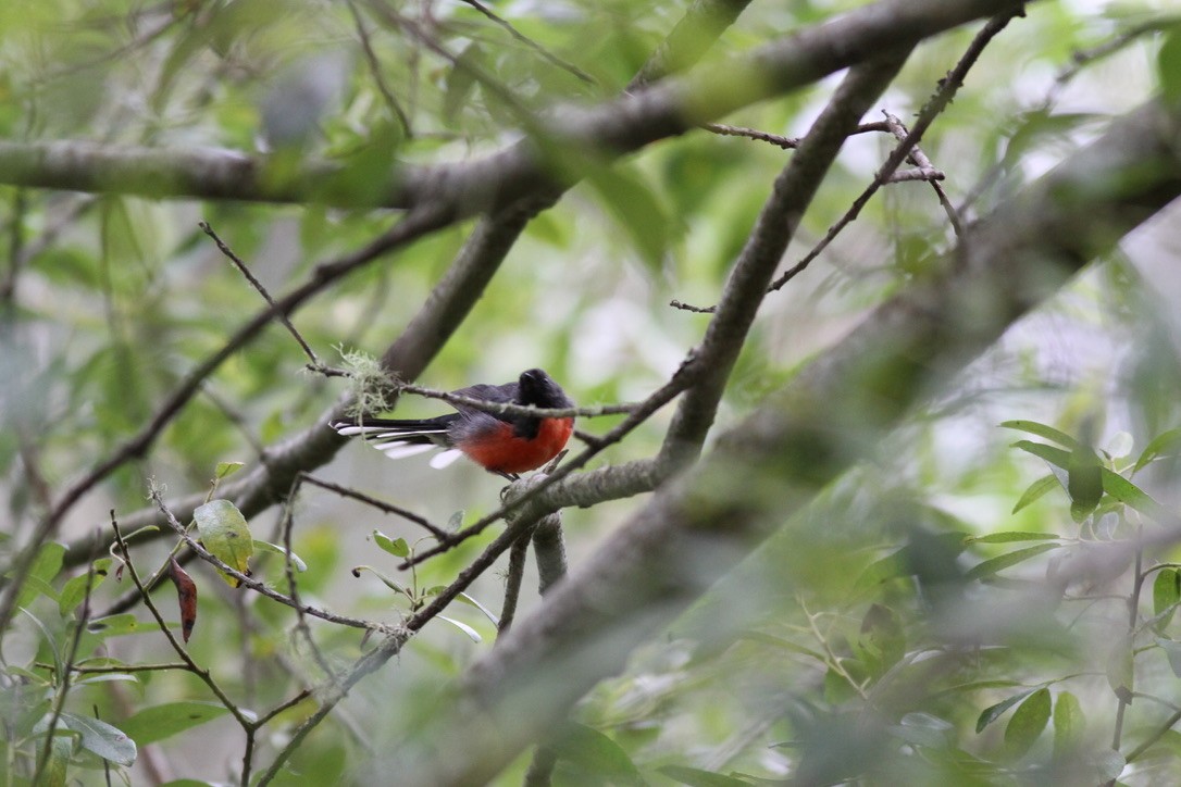 Slate-throated Redstart - ML641399867