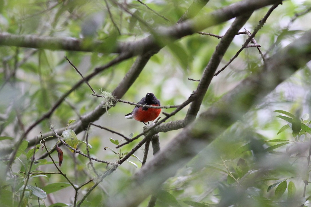 Slate-throated Redstart - ML641399868