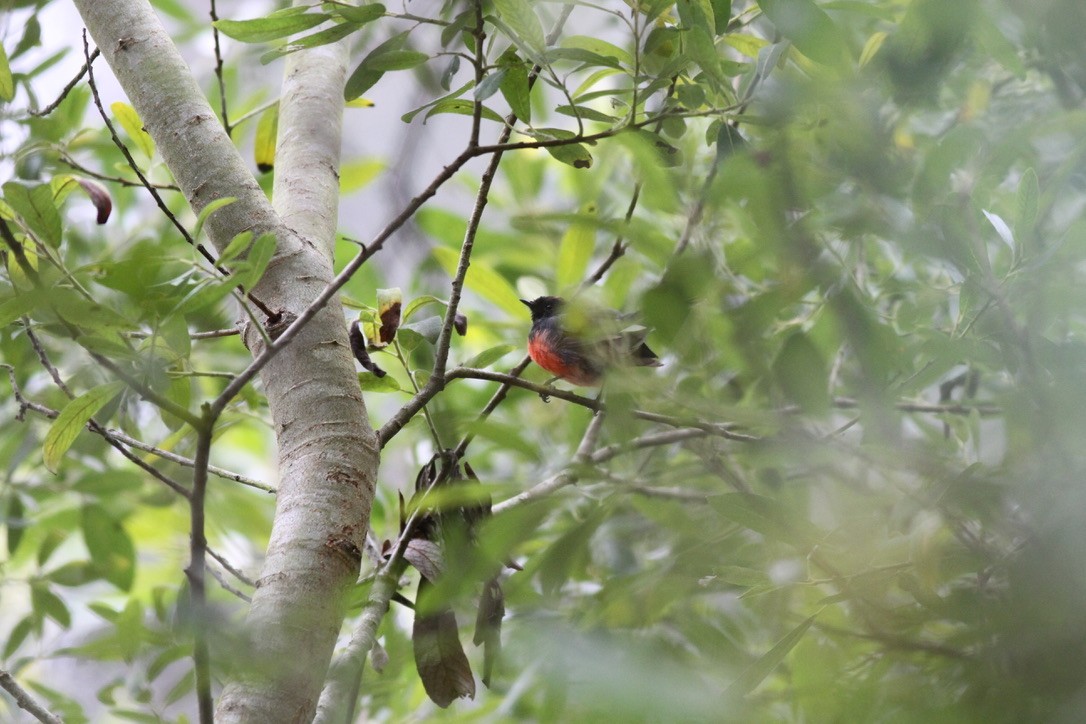 Slate-throated Redstart - ML641399869