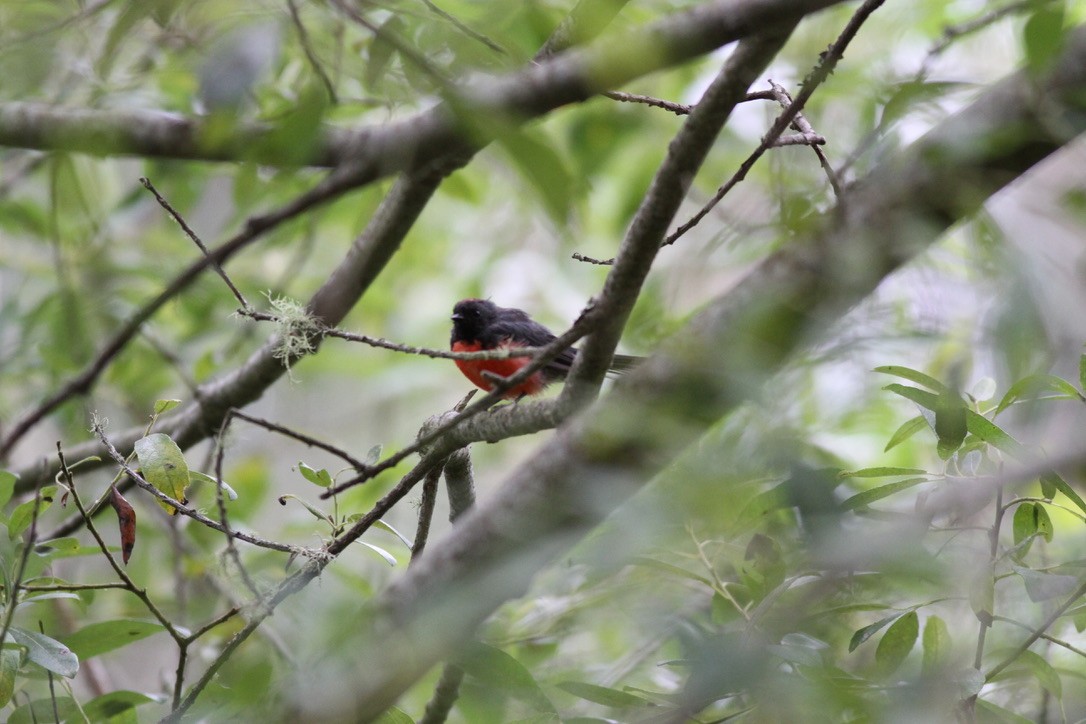 Slate-throated Redstart - ML641399870