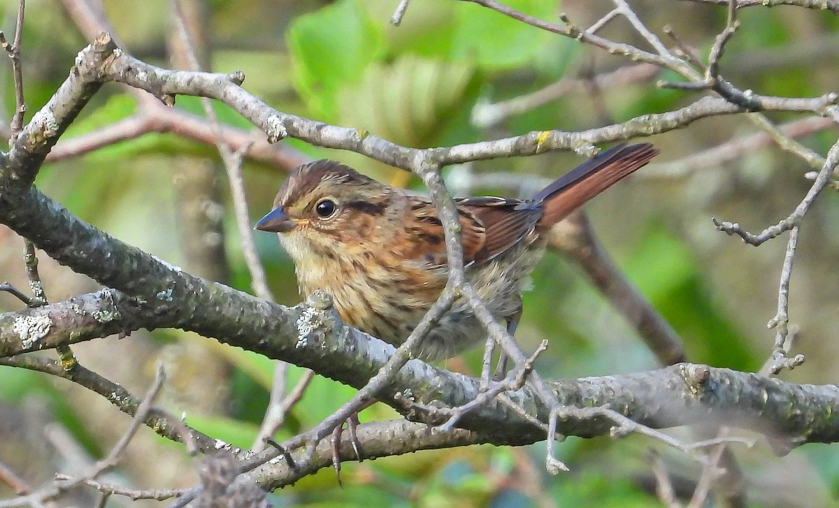Swamp Sparrow - ML641399871