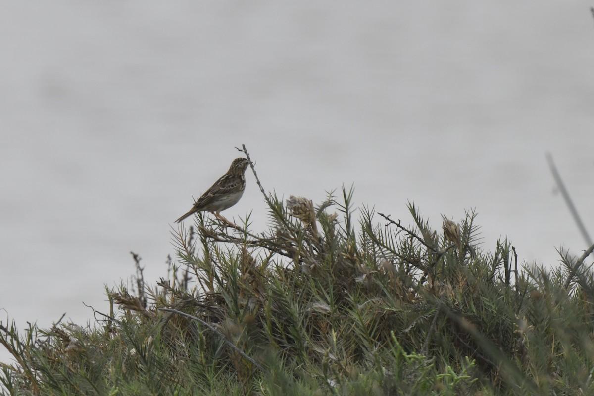 Peruvian Pipit - ML641399872