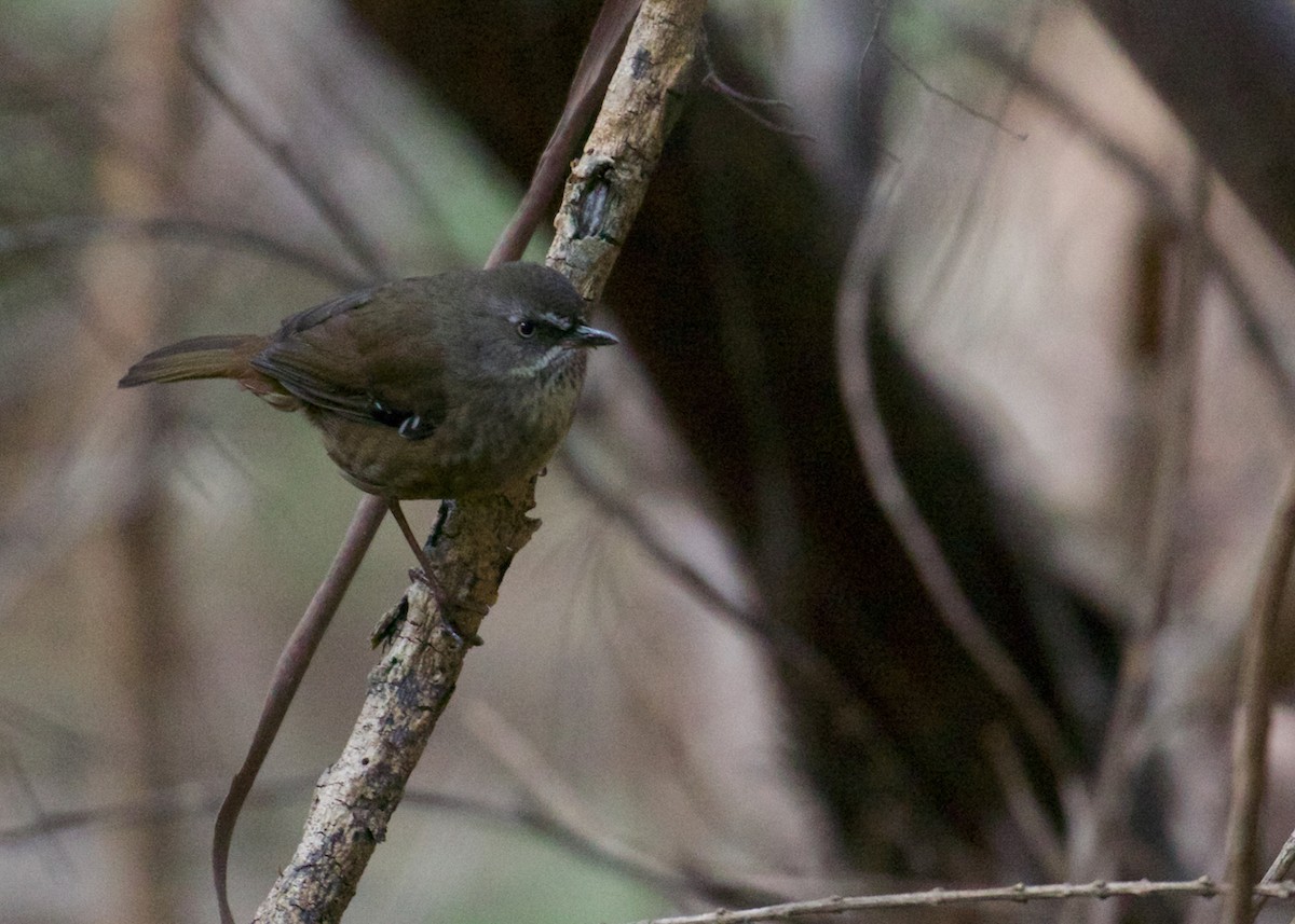 Tasmanian Scrubwren - ML641399874