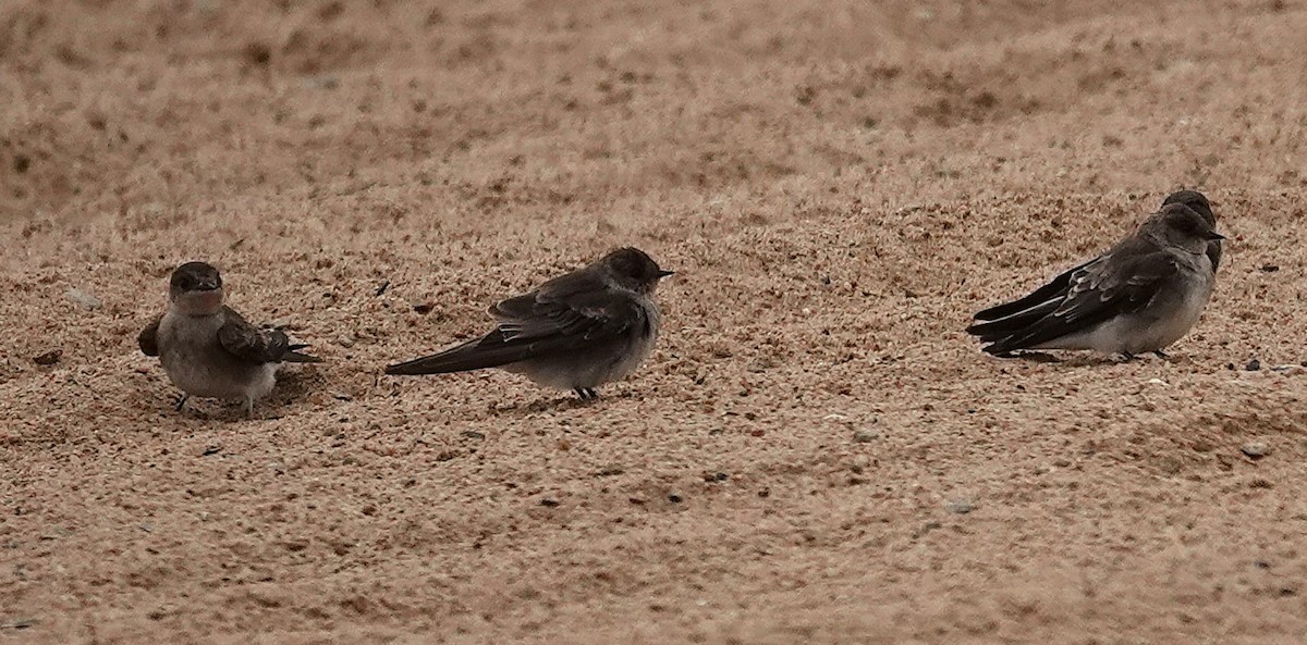 Northern Rough-winged Swallow - ML641399881