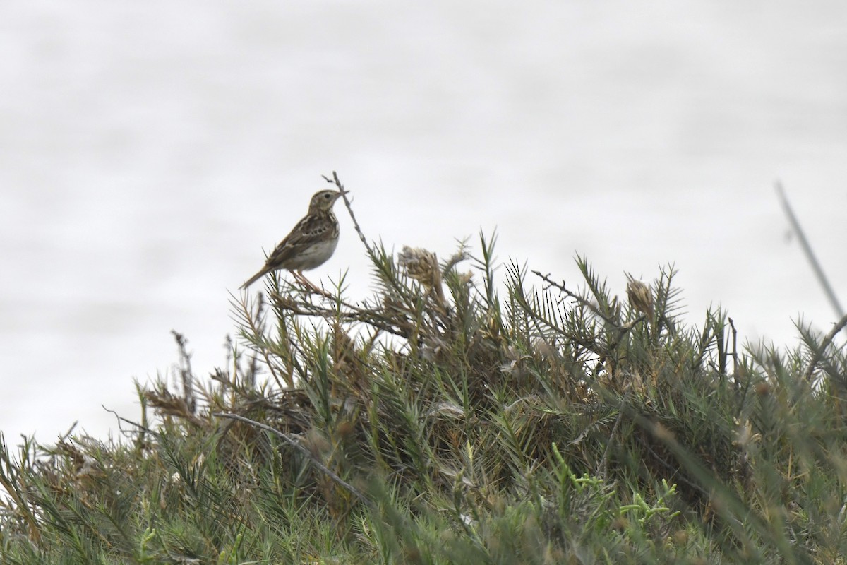Peruvian Pipit - ML641399883