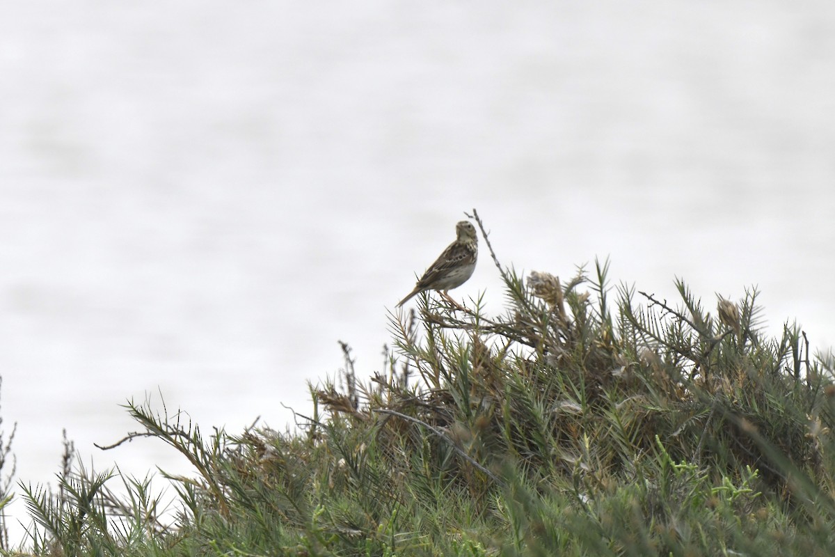 Peruvian Pipit - ML641399884