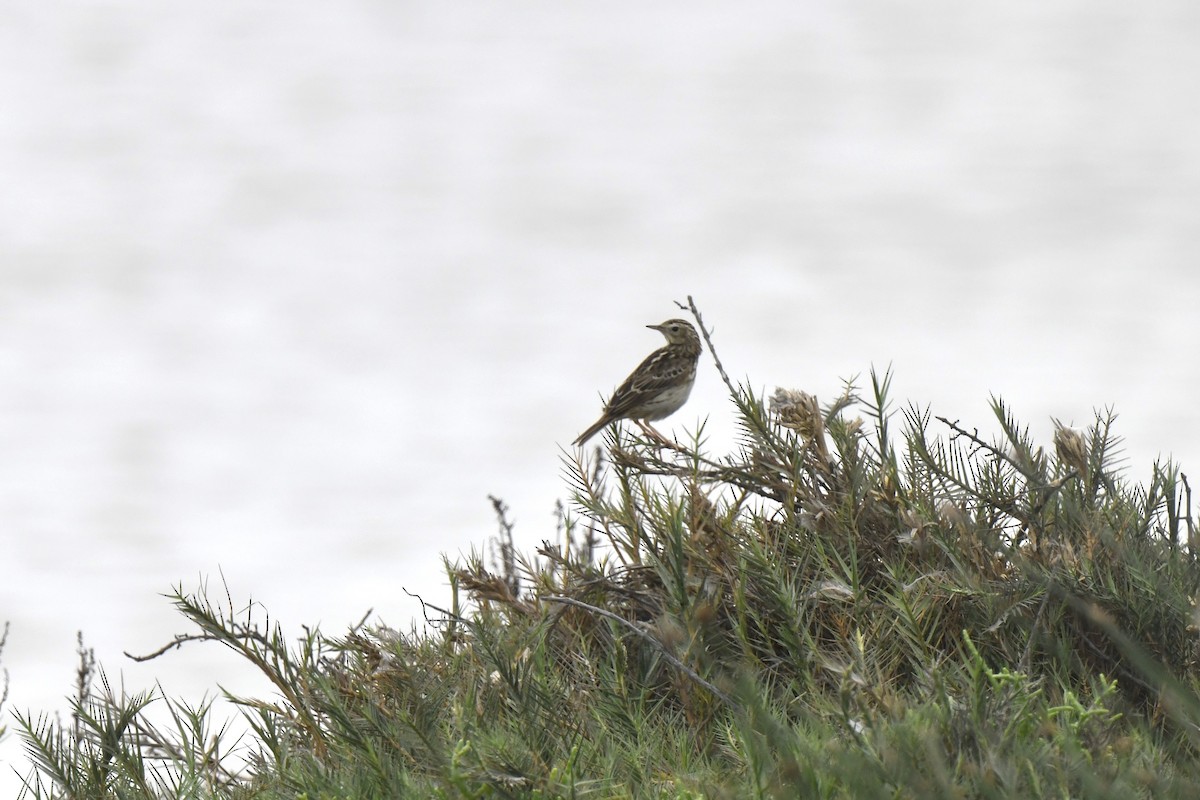 Pipit du Pérou - ML641399895