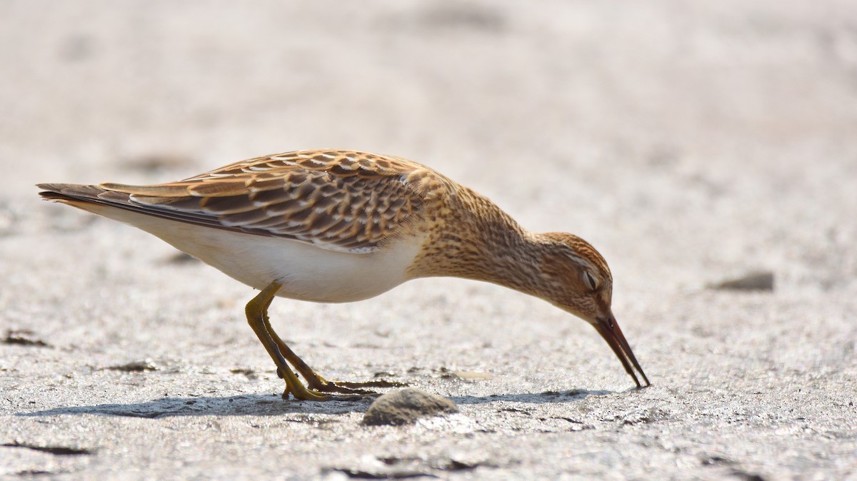 Pectoral Sandpiper - ML641399898