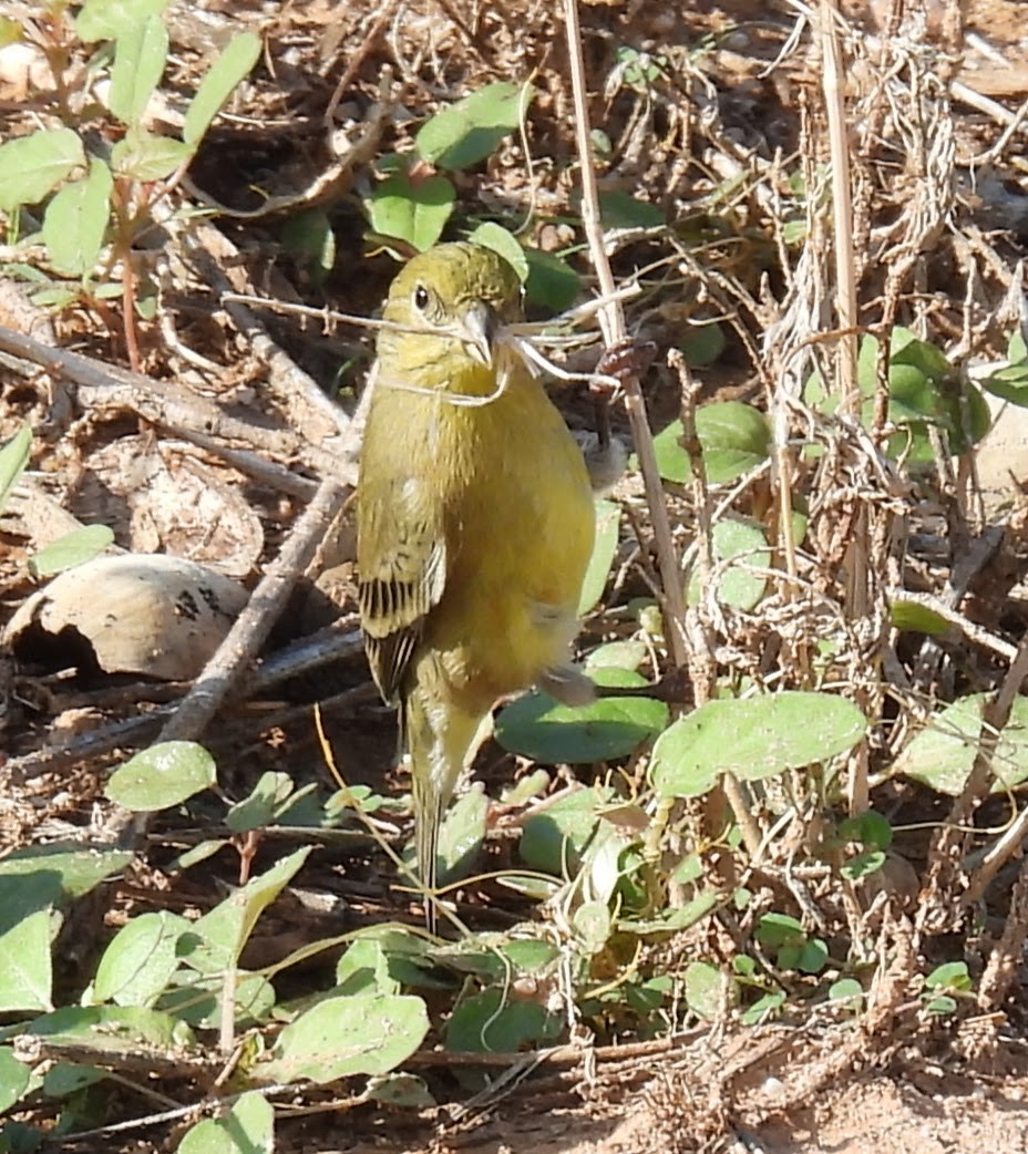 Lesser Goldfinch - ML641399918