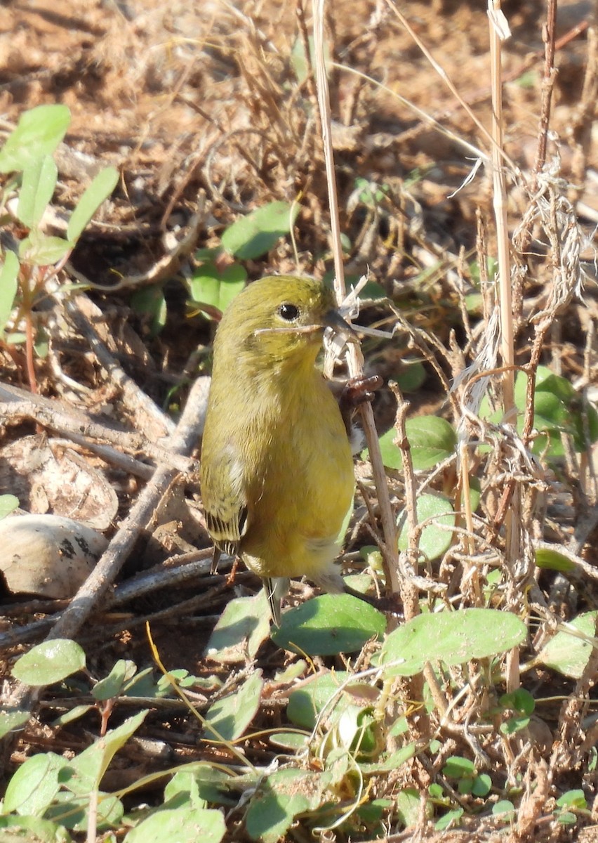 Lesser Goldfinch - ML641399919