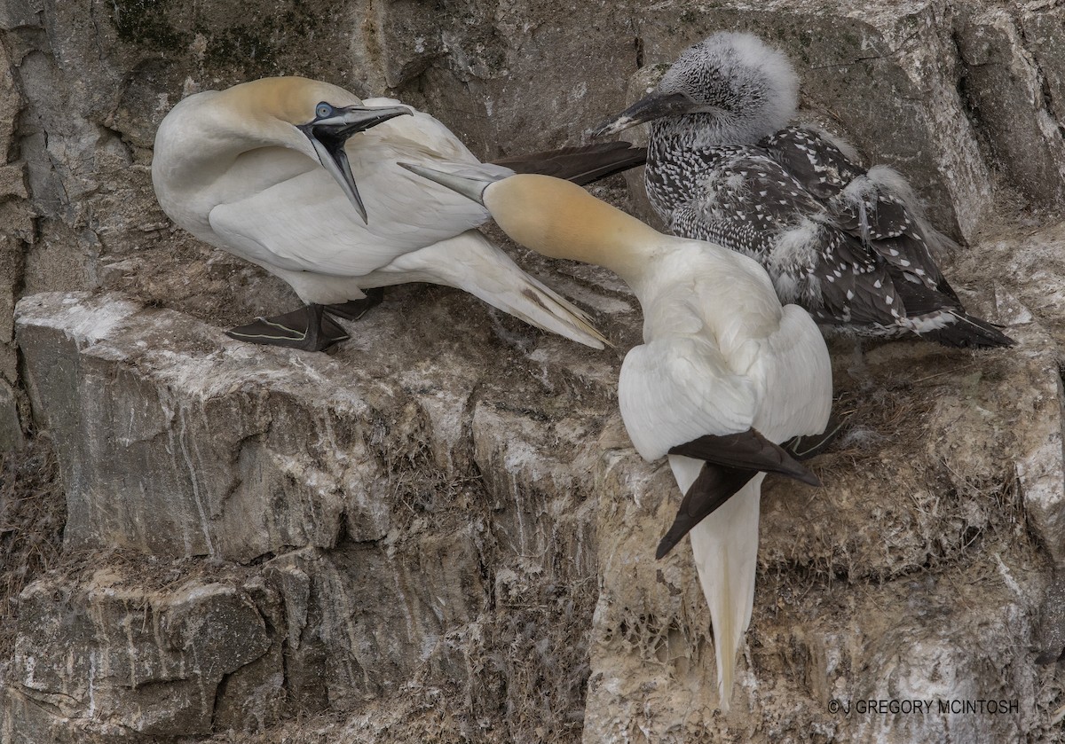 Northern Gannet - ML641399921