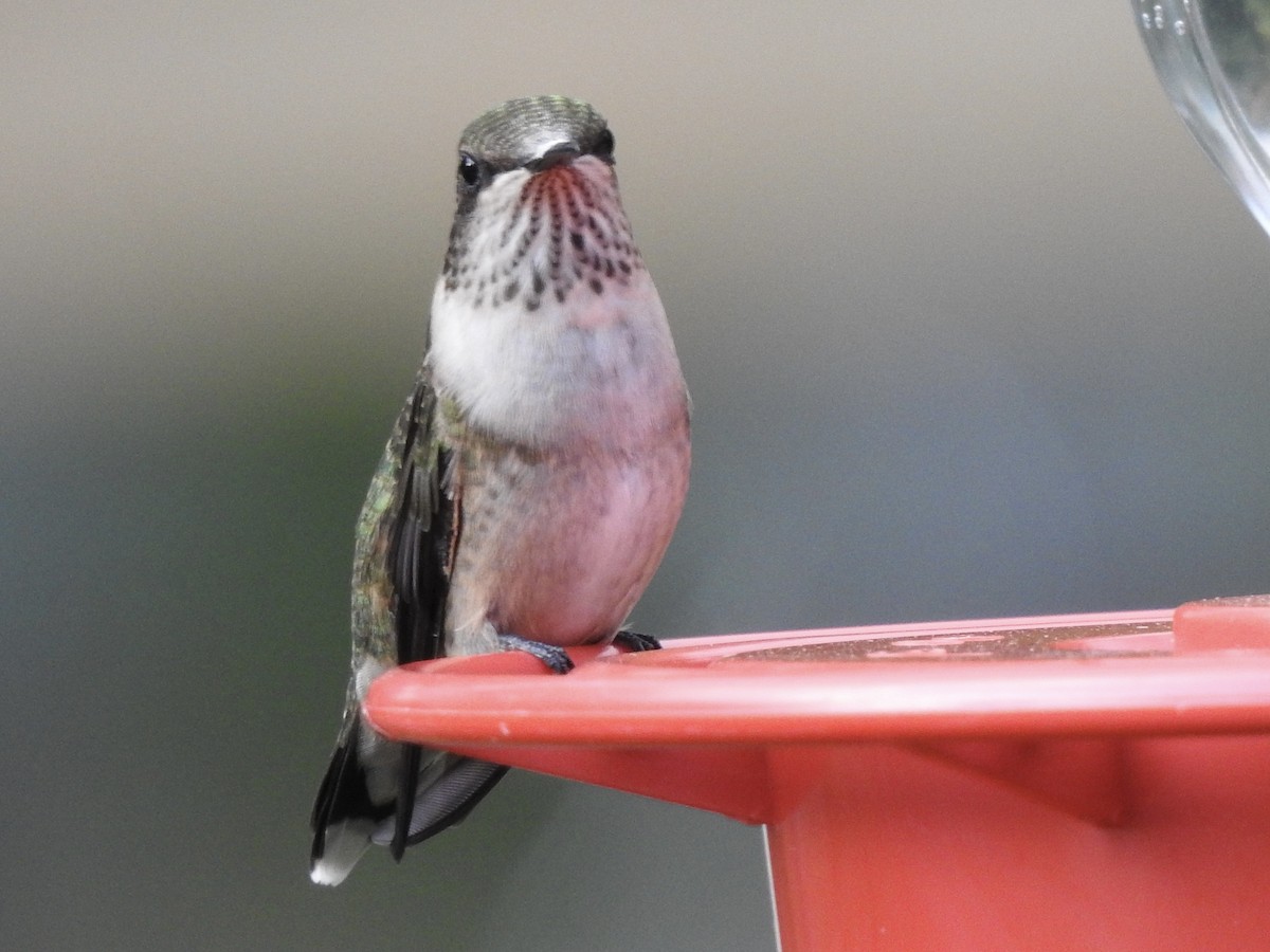 Ruby-throated Hummingbird - ML641399928