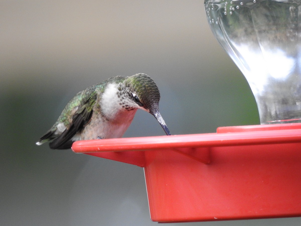 Ruby-throated Hummingbird - ML641399929