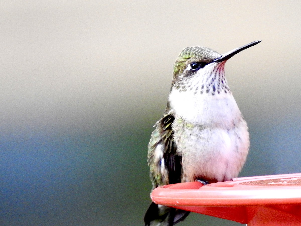Ruby-throated Hummingbird - ML641399930