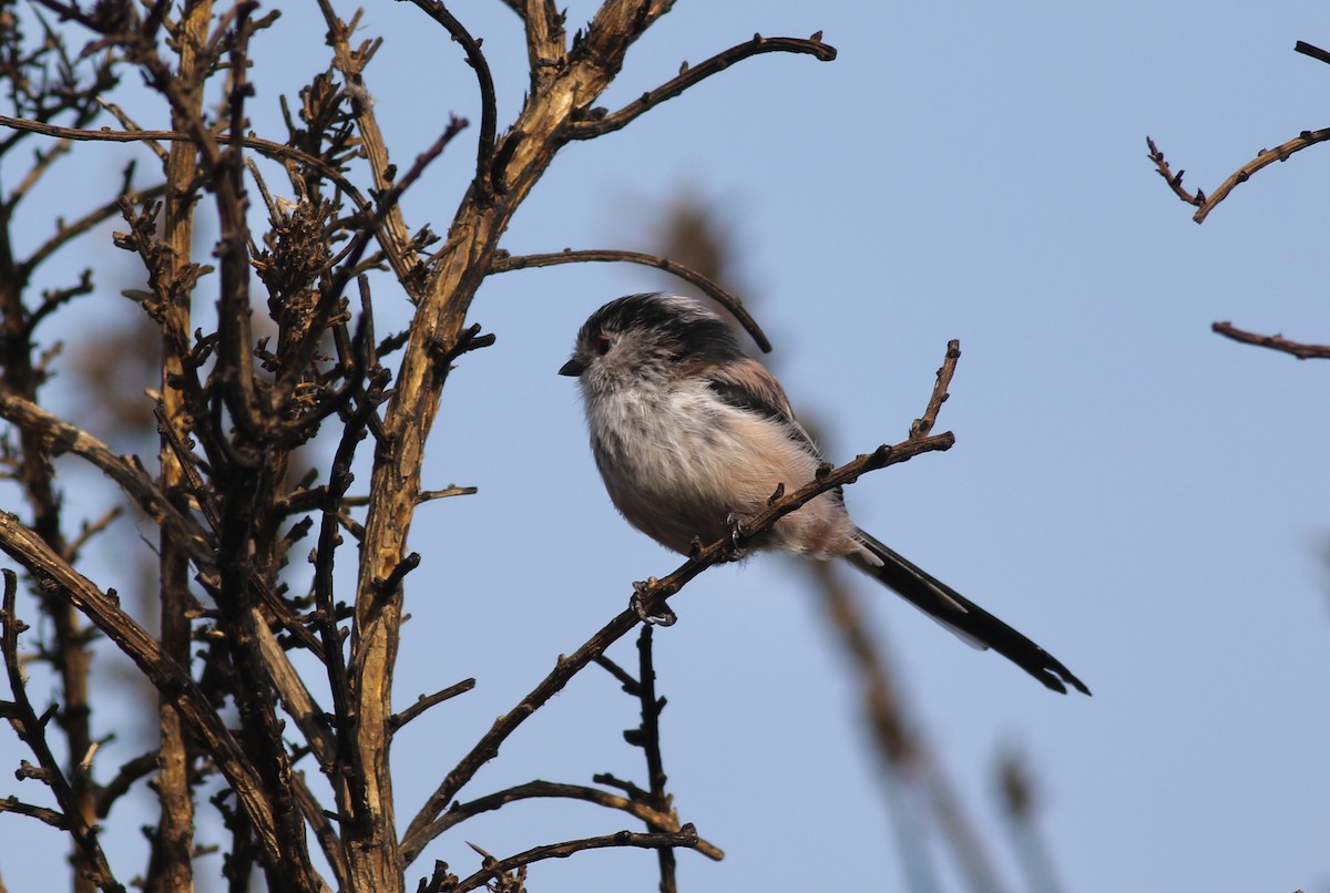 Long-tailed Tit (europaeus Group) - ML641399932