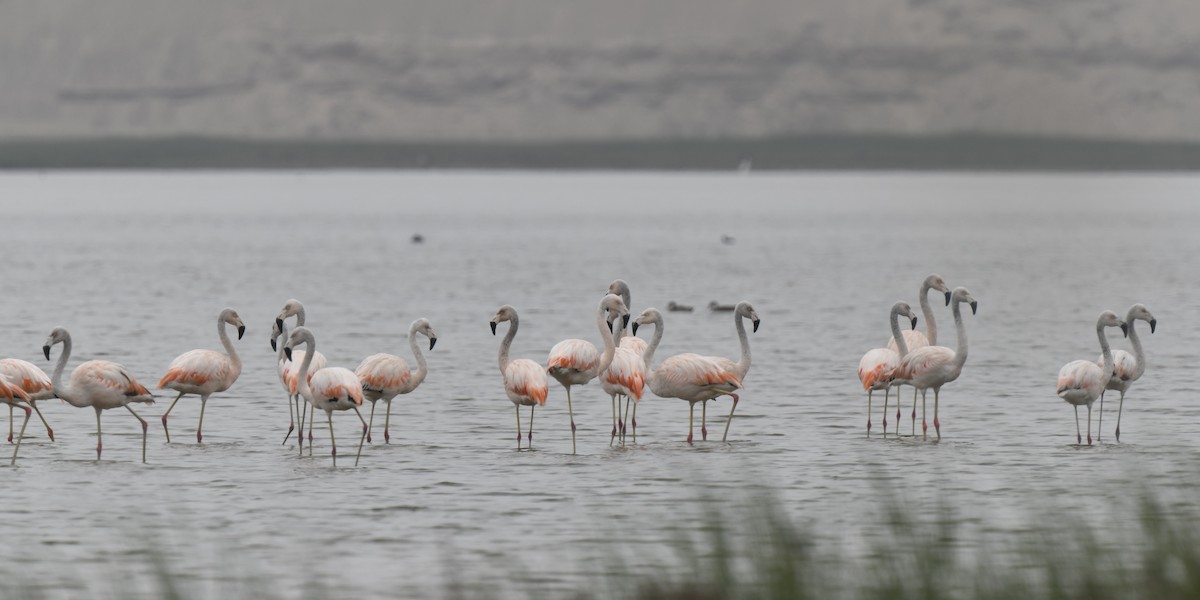 Chilean Flamingo - ML641399936