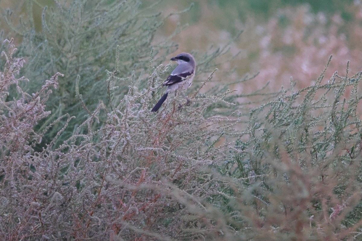 Loggerhead Shrike - ML641399939