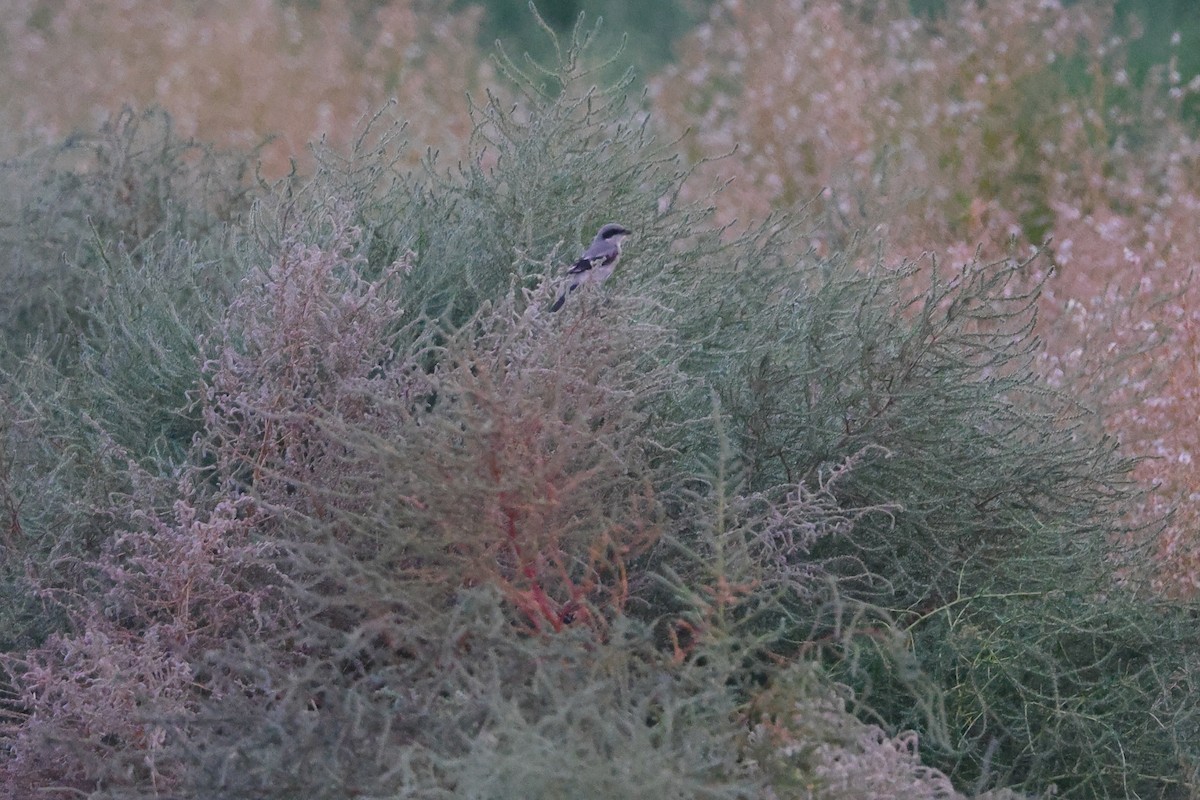 Loggerhead Shrike - ML641399940