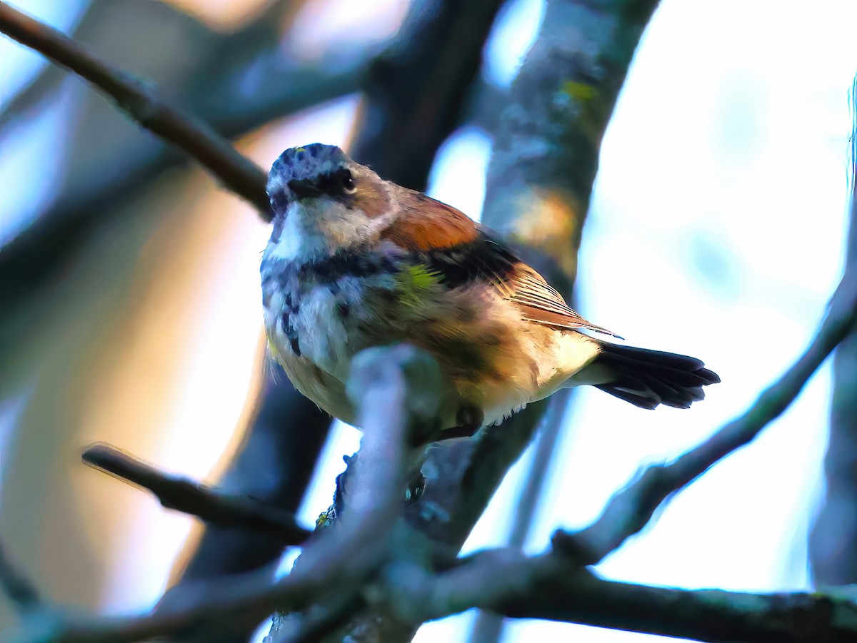 Yellow-rumped Warbler - ML641399942