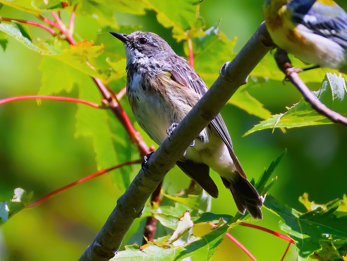 Yellow-rumped Warbler - ML641399943