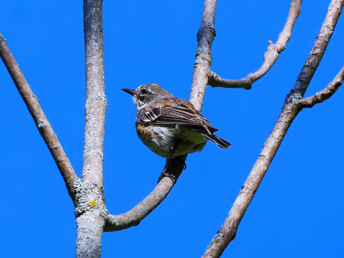 Yellow-rumped Warbler - ML641399944