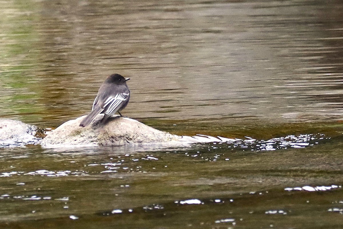 Black Phoebe - ML641399945